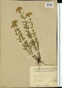 Achillea nobilis L., Eastern Europe, Eastern region (E10) (Russia)