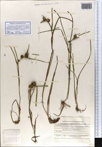 Sparganium angustifolium Michx., Eastern Europe, Northern region (E1) (Russia)