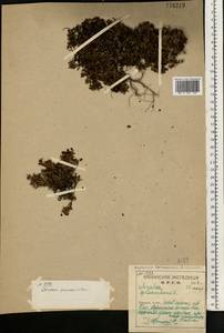 Kalmia procumbens (L.) Gift, Kron & P. F. Stevens, Eastern Europe, Northern region (E1) (Russia)