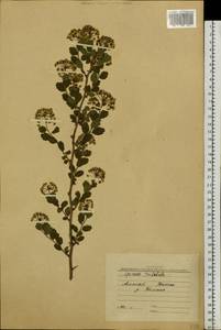 Spiraea trilobata L., Siberia, Altai & Sayany Mountains (S2) (Russia)