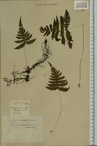 Phegopteris connectilis (Michx.) Watt, Siberia, Western Siberia (S1) (Russia)