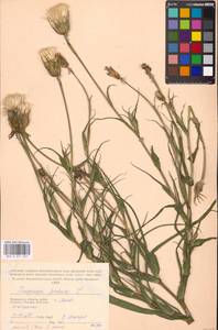 Tragopogon pratensis L., Eastern Europe, Moscow region (E4a) (Russia)