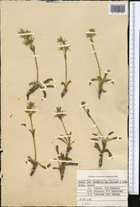Swertia marginata Schrenk, Middle Asia, Pamir & Pamiro-Alai (M2) (Tajikistan)