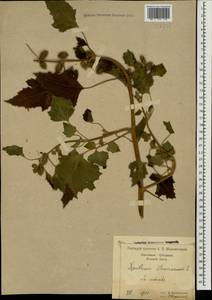 Xanthium strumarium L., Caucasus, Black Sea Shore (from Novorossiysk to Adler) (K3) (Russia)