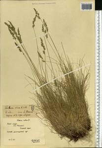 Festuca ovina L., Eastern Europe, Northern region (E1) (Russia)