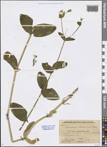 Dichodon davuricum (Fisch. ex Spreng.) Á. Löve & D. Löve, Caucasus, Krasnodar Krai & Adygea (K1a) (Russia)