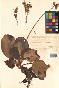 Bergenia crassifolia (L.) Fritsch, Siberia, Russian Far East (S6) (Russia)