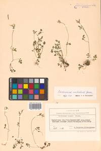 Cardamine umbellata Greene, Siberia, Chukotka & Kamchatka (S7) (Russia)