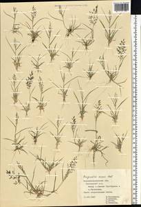 Eragrostis minor Host, Eastern Europe, North Ukrainian region (E11) (Ukraine)