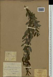Salix purpurea, Eastern Europe, South Ukrainian region (E12) (Ukraine)