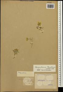 Sterigmostemum caspicum (Lam. ex Pall.) Kuntze, Caucasus, Georgia (K4) (Georgia)