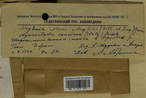 Brachythecium novae-angliae (Sull. & Lesq.) A. Jaeger, Bryophytes, Bryophytes - Russian Far East (excl. Chukotka & Kamchatka) (B20) (Russia)