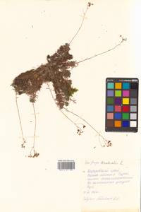 Saxifraga bronchialis L., Siberia, Russian Far East (S6) (Russia)