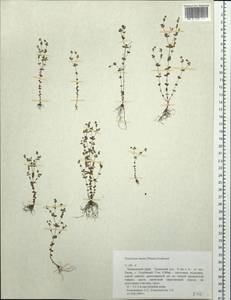 Hypericum japonicum subsp. japonicum, Siberia, Russian Far East (S6) (Russia)