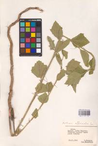 Althaea officinalis L., Eastern Europe, Lithuania (E2a) (Lithuania)