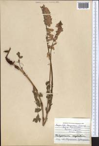 Hedysarum neglectum Ledeb., Middle Asia, Northern & Central Tian Shan (M4) (Kazakhstan)