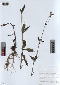 KUZ 004 275, Silene latifolia subsp. alba (Miller) Greuter & Burdet, Siberia, Altai & Sayany Mountains (S2) (Russia)