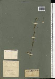 Brassicaceae, Eastern Europe, Eastern region (E10) (Russia)