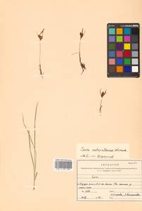 Carex subspathacea Wormsk. ex Hornem., Siberia, Russian Far East (S6) (Russia)