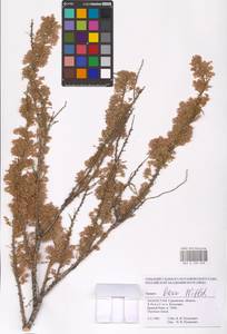 Tamarix laxa Willd., Middle Asia, Caspian Ustyurt & Northern Aralia (M8) (Kazakhstan)