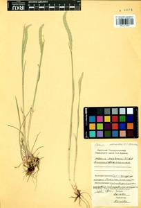 Phleum phleoides (L.) H.Karst., Siberia, Baikal & Transbaikal region (S4) (Russia)