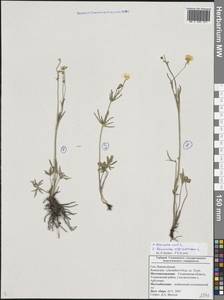 Ranunculus acris L., Eastern Europe, Middle Volga region (E8) (Russia)