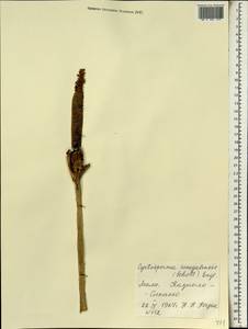 Lasimorpha senegalensis Schott, Africa (AFR) (Mali)