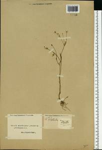 Ranunculus flammula L., Eastern Europe, Northern region (E1) (Russia)