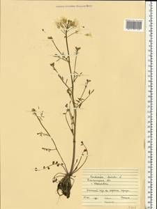 Cardamine pratensis subsp. dentata (Schult.) Celak., Eastern Europe, South Ukrainian region (E12) (Ukraine)