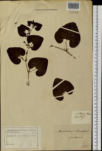 Aristolochia clematitis L., Siberia (no precise locality) (S0) (Russia)