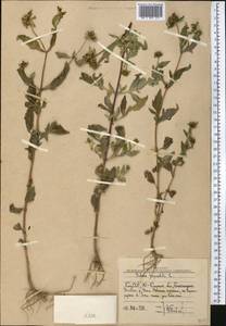 Bidens tripartita L., Middle Asia, Western Tian Shan & Karatau (M3) (Uzbekistan)