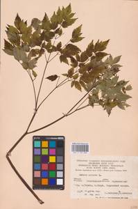 Actaea spicata L., Eastern Europe (no precise locality) (E0)