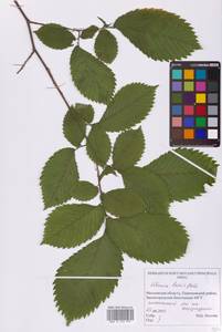 Ulmus laevis Pall., Eastern Europe, Moscow region (E4a) (Russia)