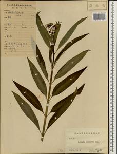 Asclepias curassavica L., South Asia, South Asia (Asia outside ex-Soviet states and Mongolia) (ASIA) (China)