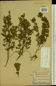 Chamaecytisus austriacus (L.) Link, Eastern Europe, North Ukrainian region (E11) (Ukraine)