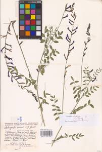 Astragalus varius S.G.Gmel., Eastern Europe, Lower Volga region (E9) (Russia)