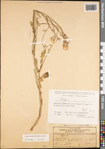 Crepis sonchifolia (M. Bieb.) C. A. Mey., Caucasus, Dagestan (K2) (Russia)