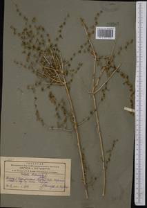 Xylosalsola arbuscula (Pall.) Tzvelev, Middle Asia, Pamir & Pamiro-Alai (M2) (Tajikistan)