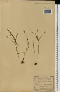 Gagea minima (L.) Ker Gawl., Eastern Europe, North Ukrainian region (E11) (Ukraine)