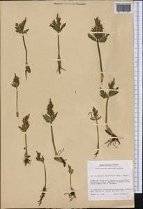 Botrychium lanceolatum (S. G. Gmel.) Ångstr., America (AMER) (Greenland)