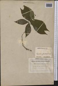 Rudgea cornifolia (Kunth) Standl., America (AMER) (Guyana)