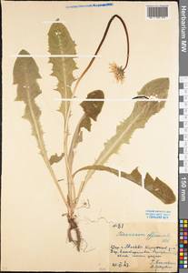 Taraxacum officinale Weber ex F. H. Wigg., Eastern Europe, Moscow region (E4a) (Russia)