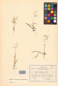 Luzula rufescens var. macrocarpa Buchenau, Siberia, Russian Far East (S6) (Russia)