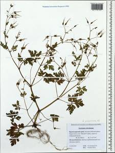 Geranium purpureum Vill., Caucasus, Krasnodar Krai & Adygea (K1a) (Russia)