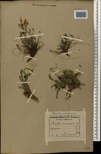 Astragalus sanguinolentus Bieb., Caucasus, Armenia (K5) (Armenia)
