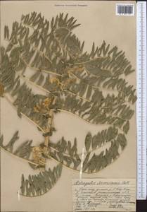 Astragalus sieversianus Pall., Middle Asia, Western Tian Shan & Karatau (M3) (Kazakhstan)