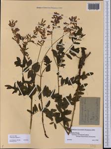 Hedysarum alpinum L., Eastern Europe, Northern region (E1) (Russia)