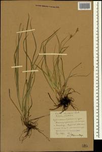 Carex michelii Host, Caucasus, Stavropol Krai, Karachay-Cherkessia & Kabardino-Balkaria (K1b) (Russia)