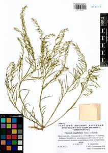 Thesium longifolium Turcz., Siberia, Baikal & Transbaikal region (S4) (Russia)