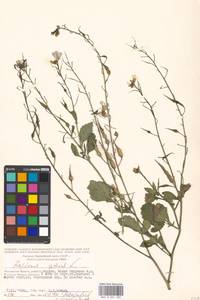 Raphanus sativus L., Eastern Europe, Moscow region (E4a) (Russia)